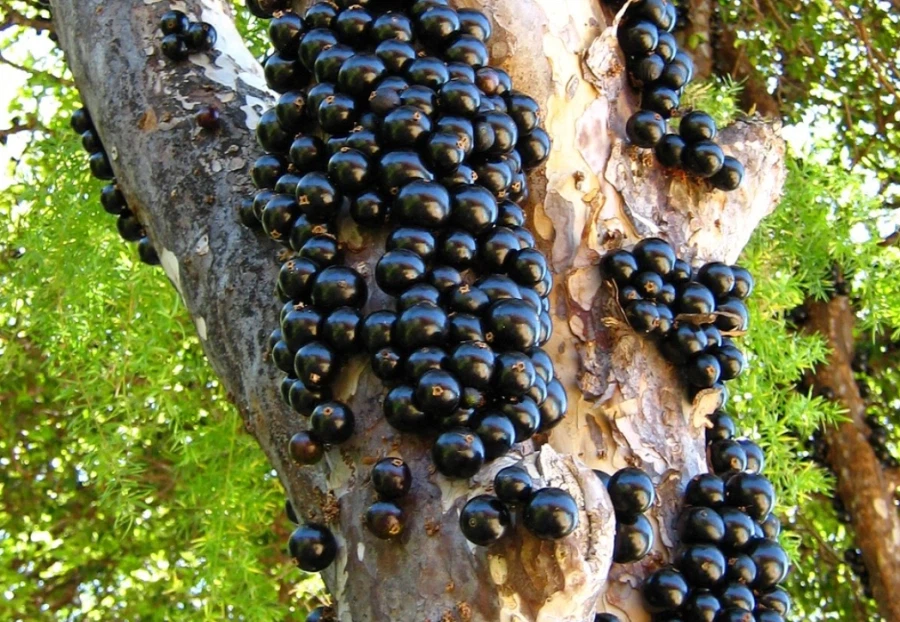 의외로 맛있다는 과일.jpg_4.webp