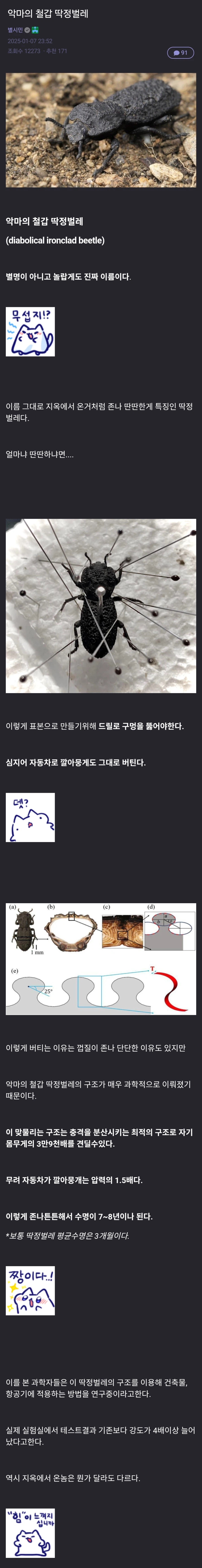 악마의 철갑 딱정벌레_1.webp