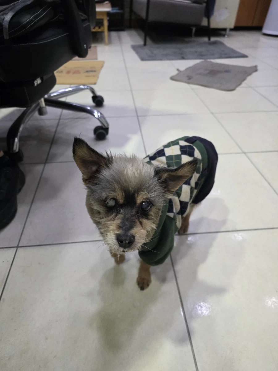 제미나이 한태 우리집 강아지를 그려달라해봤다!_1.webp