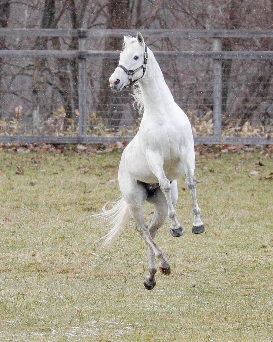 은퇴식에서도 말 안 들었던 골드쉽_11.webp
