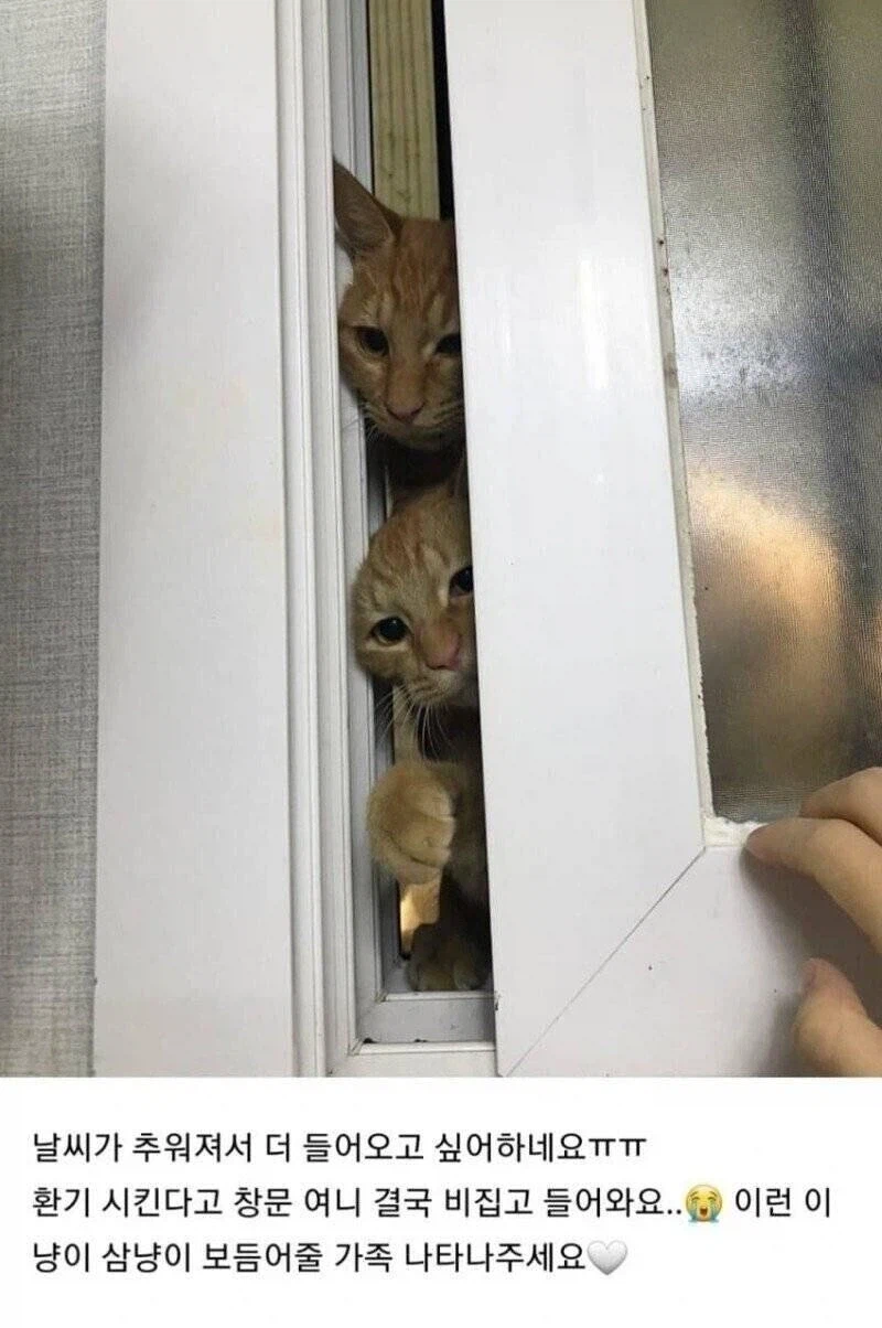 캣맘 이중성 레전드_1.webp