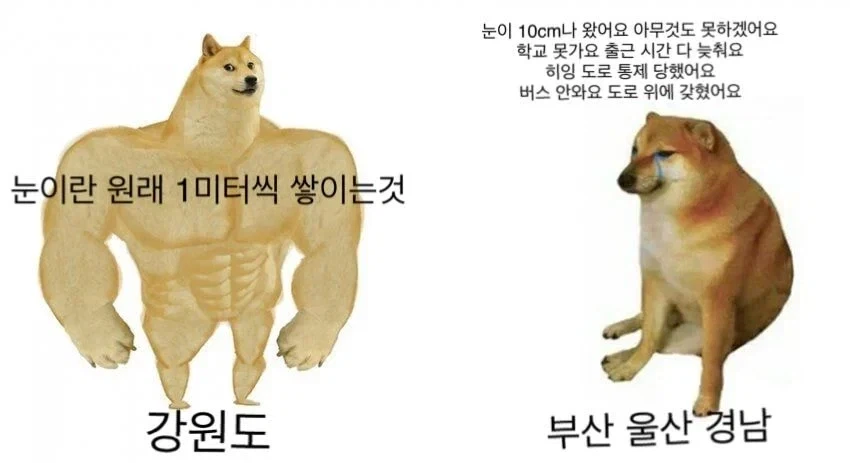 강원도와 부울경의 눈차이_1.webp