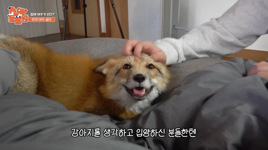 애완 여우 특징_1.webp