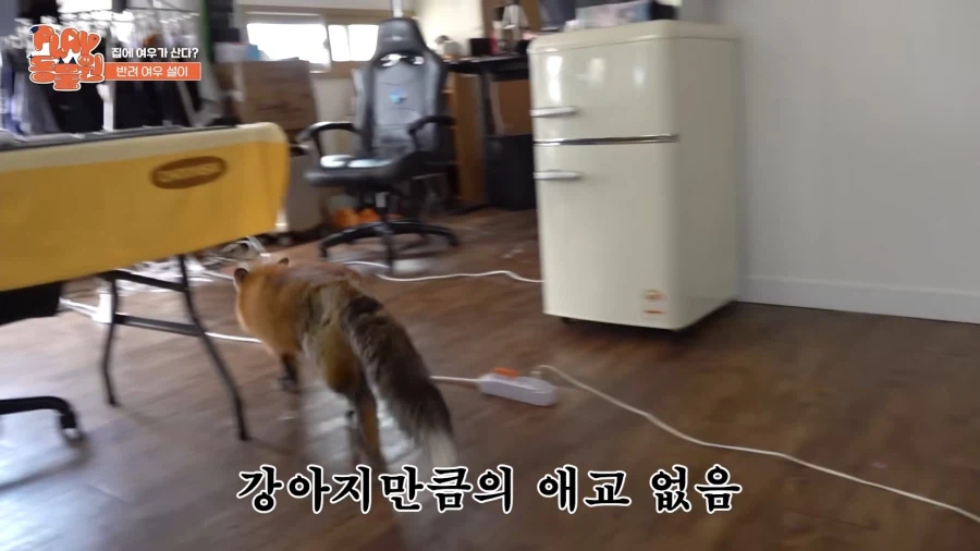 애완 여우 특징_2.webp