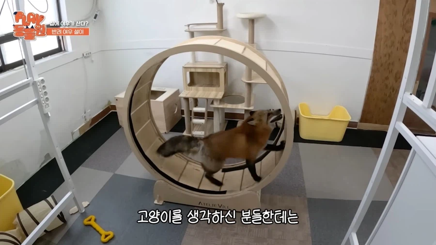 애완 여우 특징_3.webp