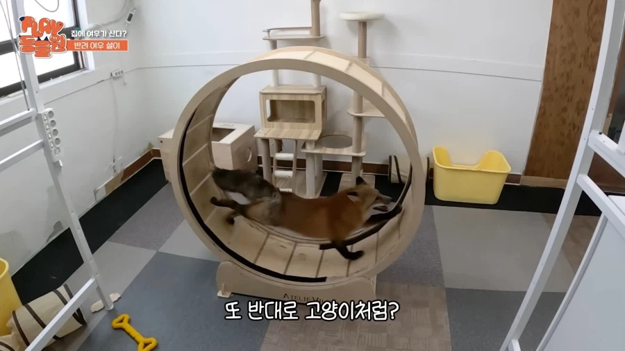 애완 여우 특징_4.webp