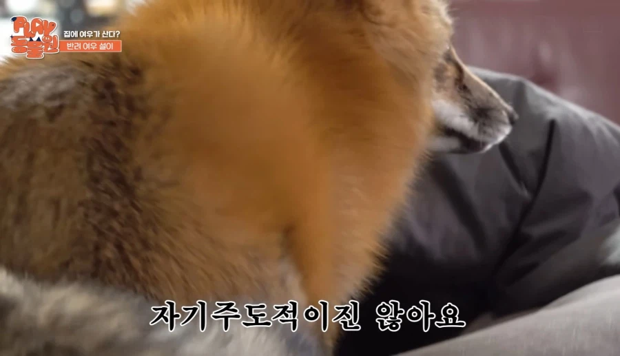 애완 여우 특징_5.webp