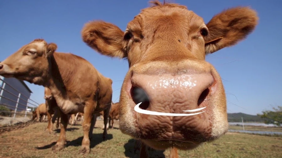 의외로 주인 알아보고 애교 많다는 동물_1.webp