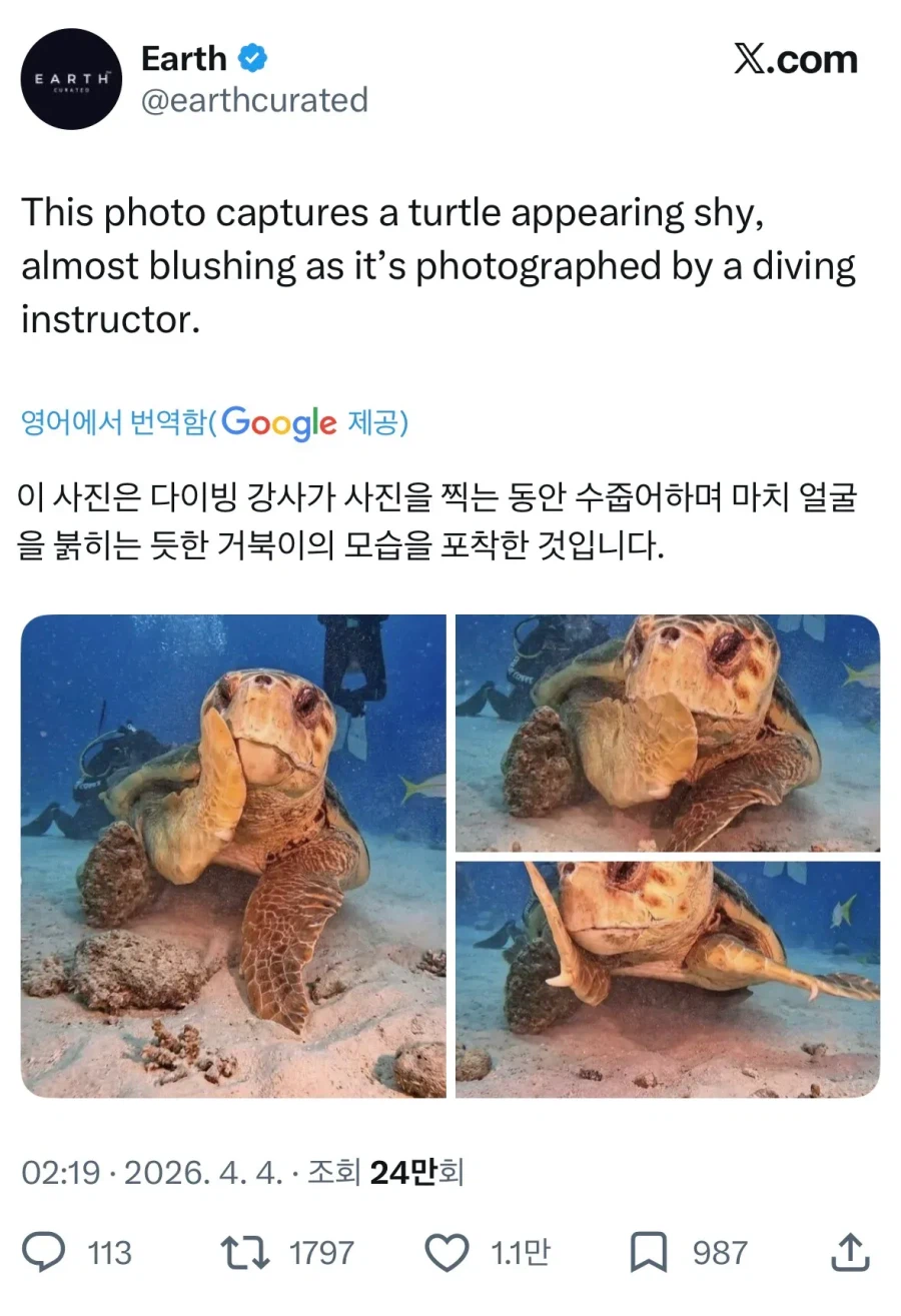 해외 반응 난리난 바다거북 사진...jpg_1.webp