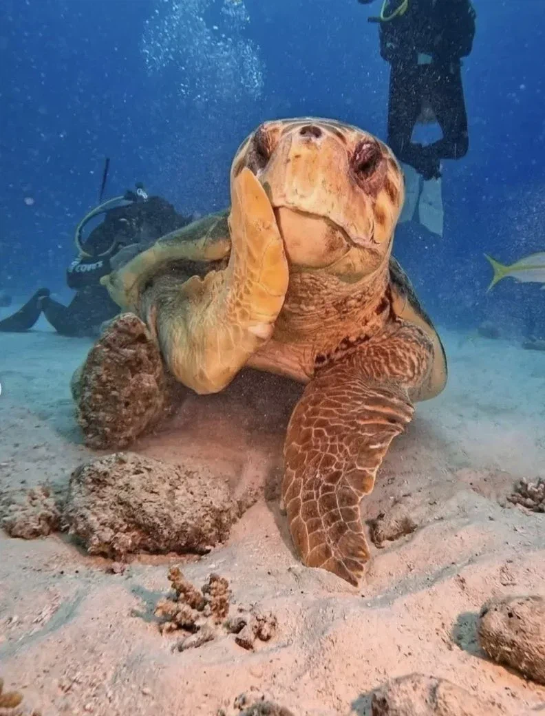 해외 반응 난리난 바다거북 사진...jpg_3.webp