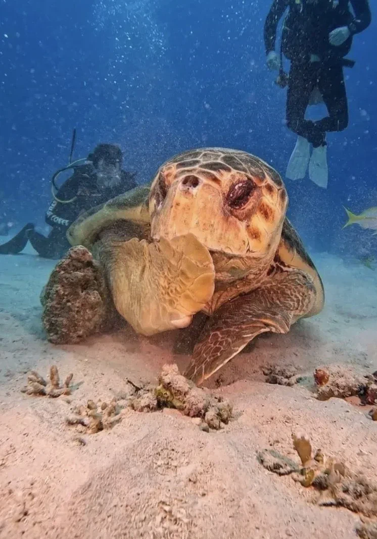 해외 반응 난리난 바다거북 사진...jpg_4.webp