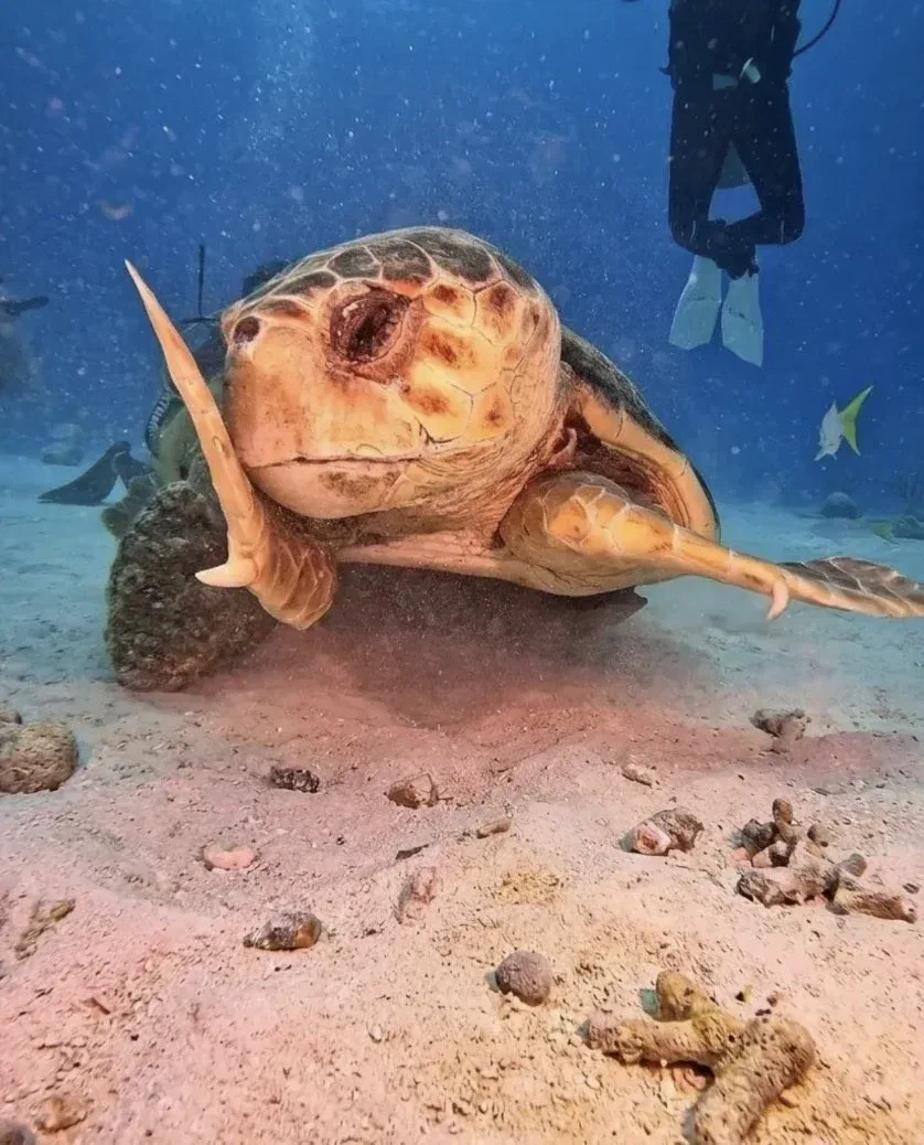 해외 반응 난리난 바다거북 사진...jpg_5.webp