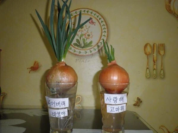 은근히 성공예시가 많았던 양파실험_1.webp