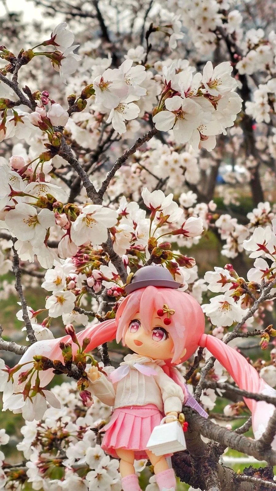 사쿠라미쿠 출사나 나가봐야겠네요_1.webp