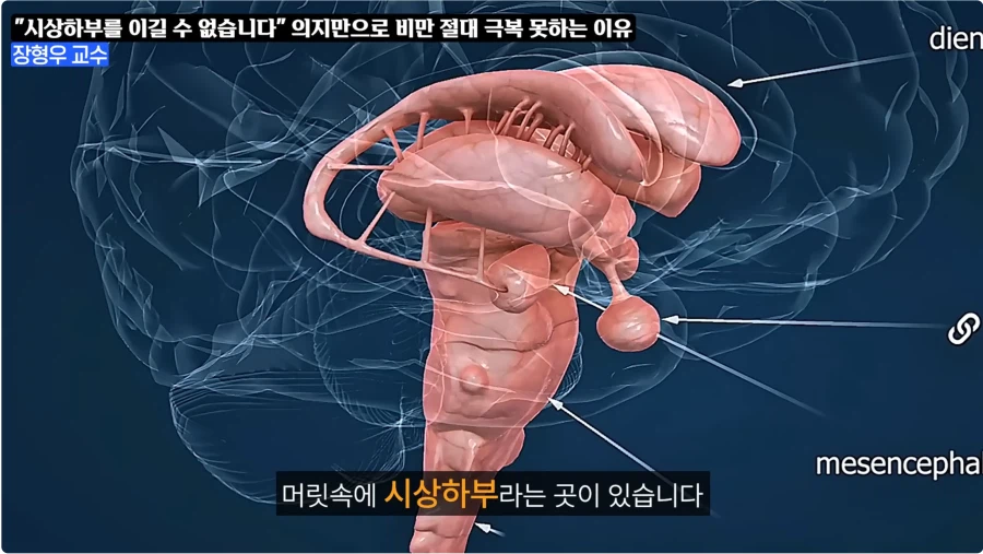 비만은 질병이라 치료제를 써라는 이유_17.webp