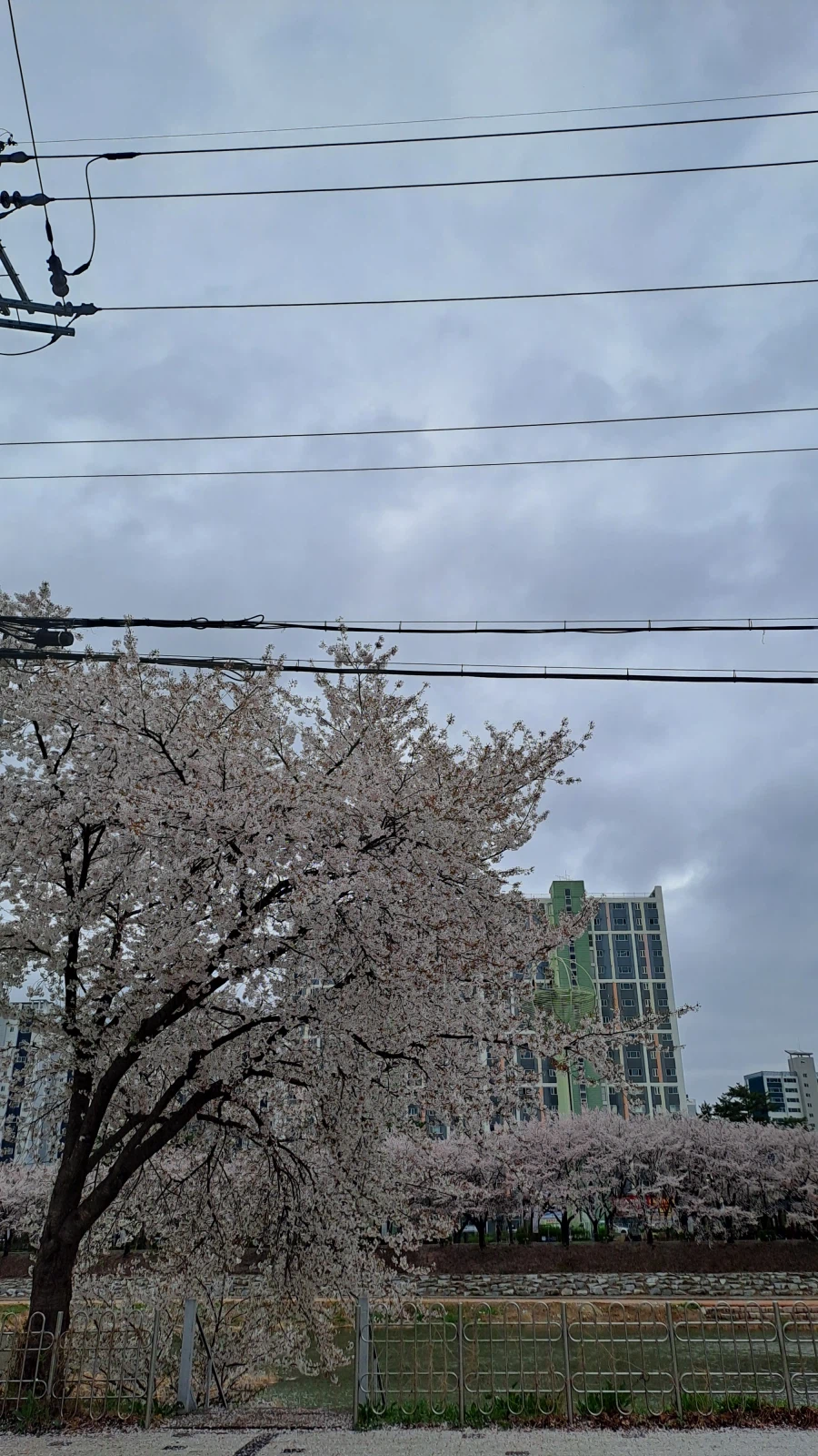 벚꽃 비박 페스티벌 사진 찍어왔음_1.webp