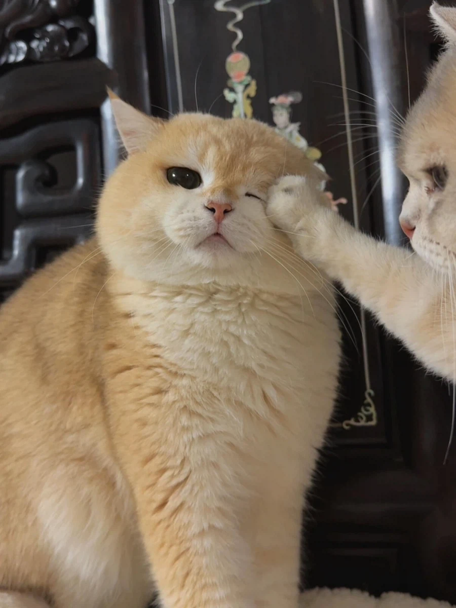 고양이: 울지마라 _1.webp