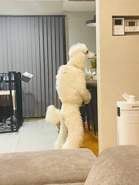 토이 푸들인데 사기당한것같다는데, 아닐수도 있음._3.webp