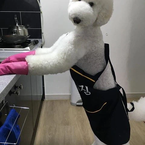 토이 푸들인데 사기당한것같다는데, 아닐수도 있음._4.webp