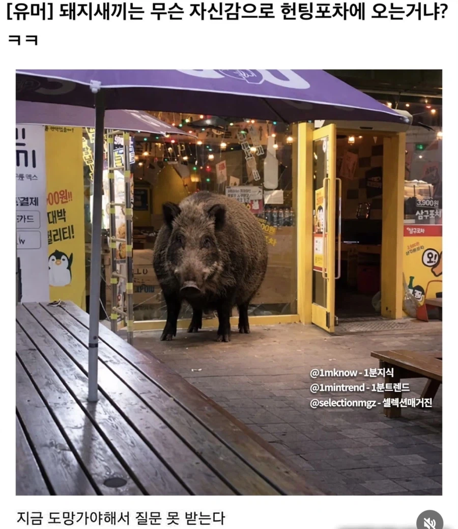 저 돼지는 무슨 자신감으로 헌팅포차에 오는 거냐?_1.webp