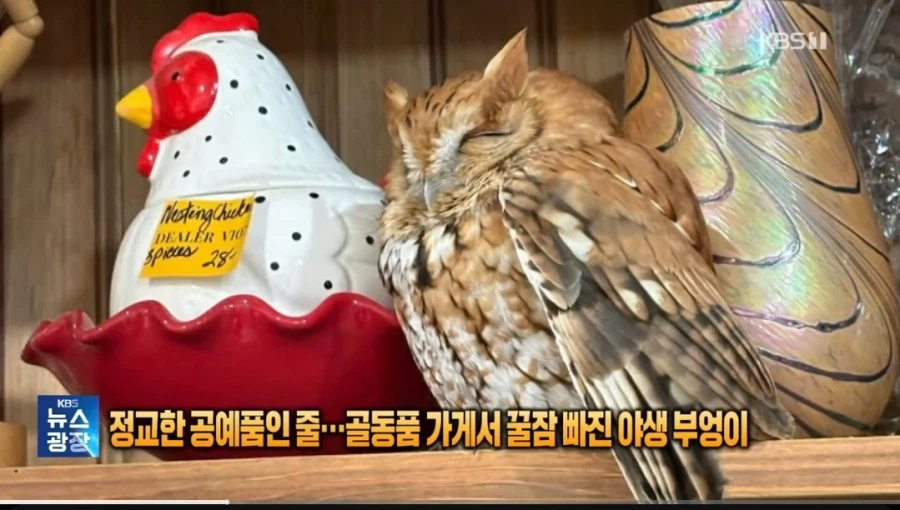 모형으로 위장했다 들킨 부엉이_1.webp