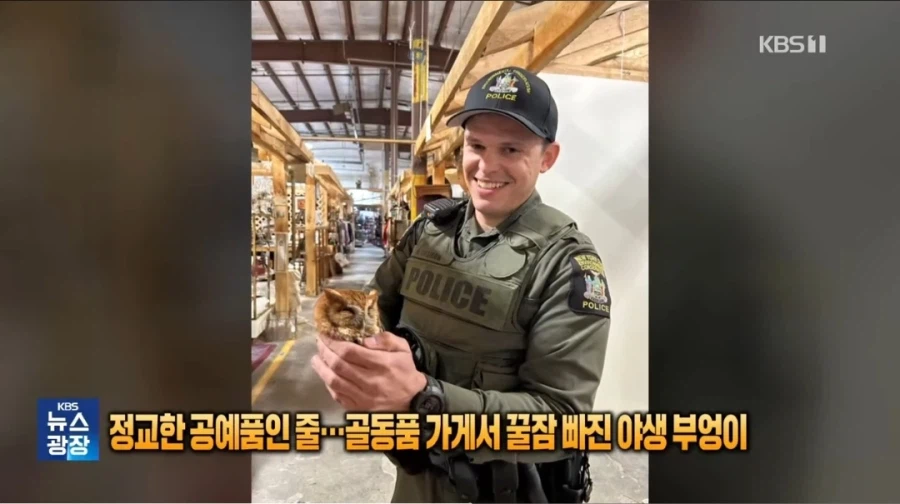 모형으로 위장했다 들킨 부엉이_2.webp