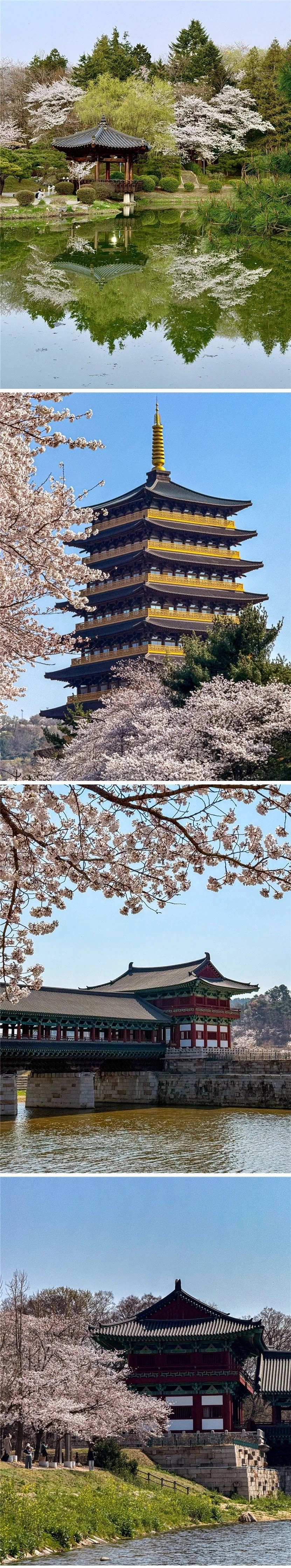 외국인들이 찍은 경주 여행 사진_2.webp