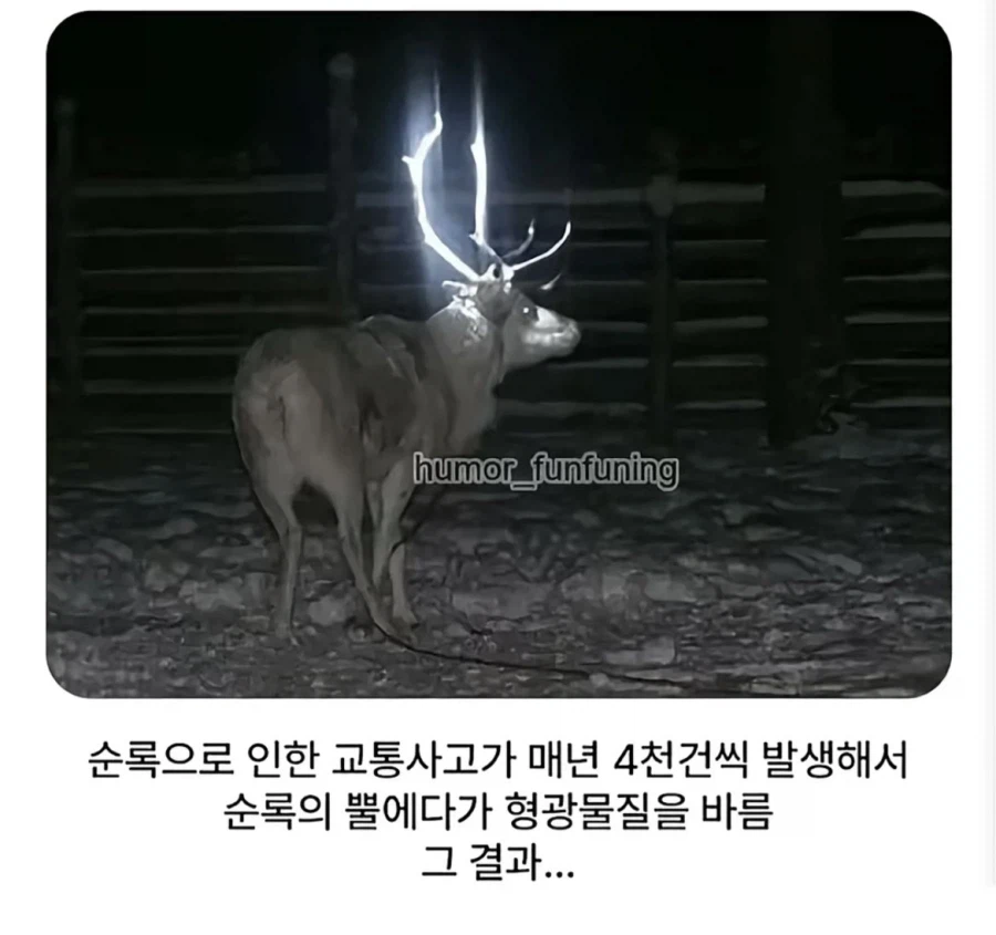 교통사고 방지를 위해 순록 뿔에 형광 바름_1.webp