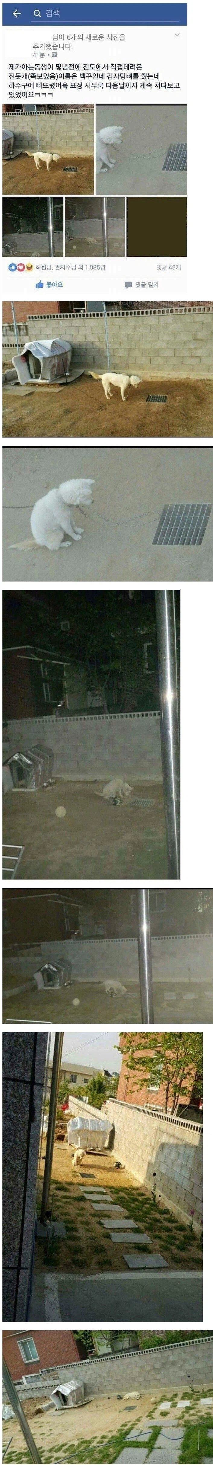 뼈다귀를 잃어버린 백구_1.webp