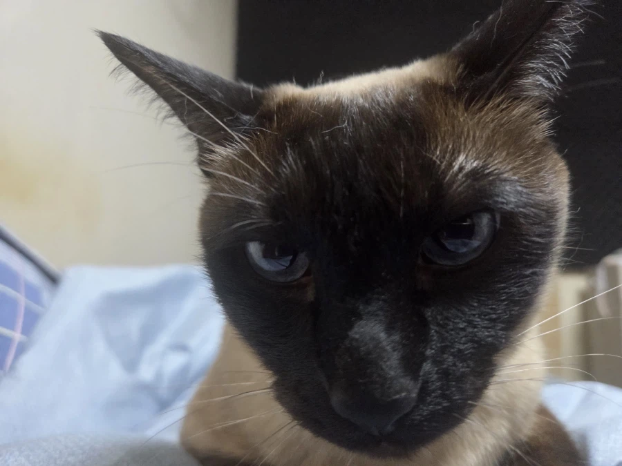 고양이 : 야 밥!!!_1.webp