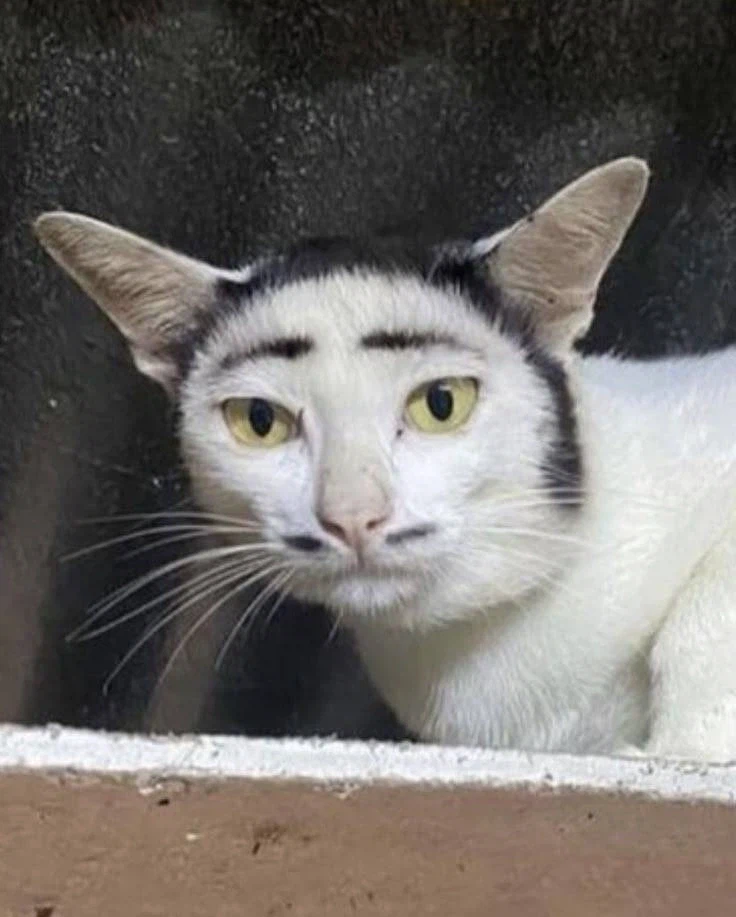 여우상 여자가 제일 이쁘다는 과학적인 이유_3.webp