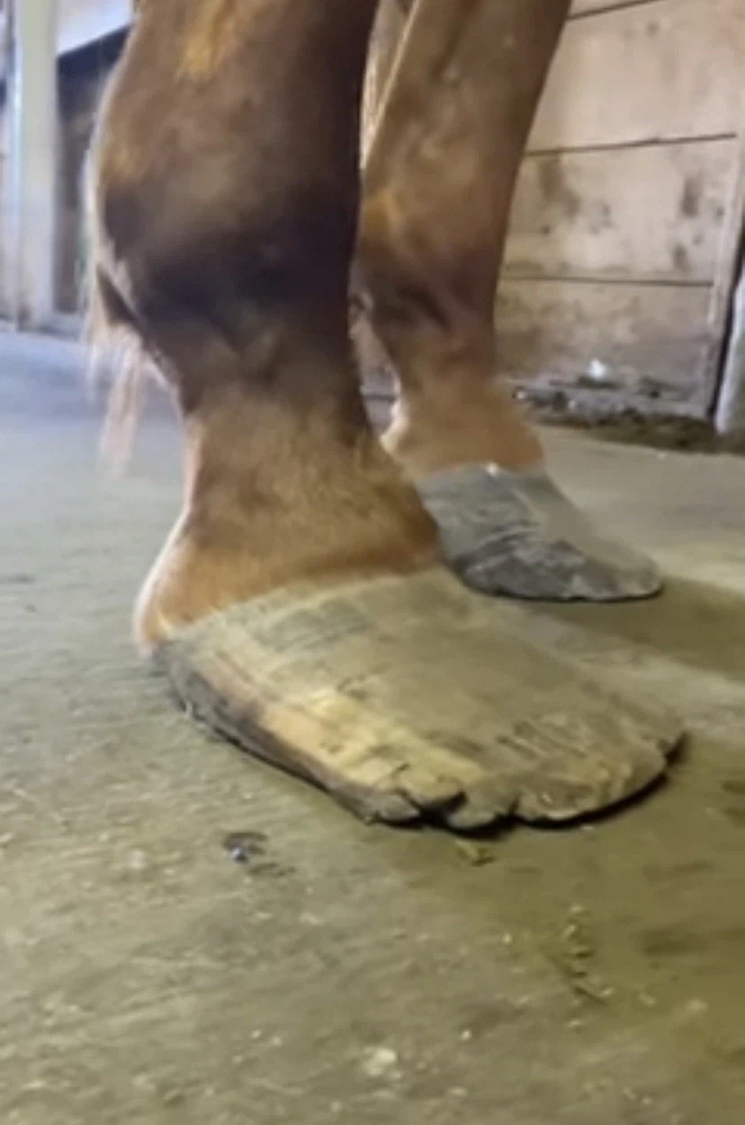 말발굽 특징_1.webp