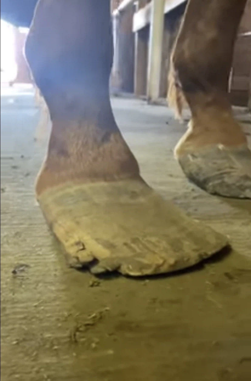 말발굽 특징_2.webp