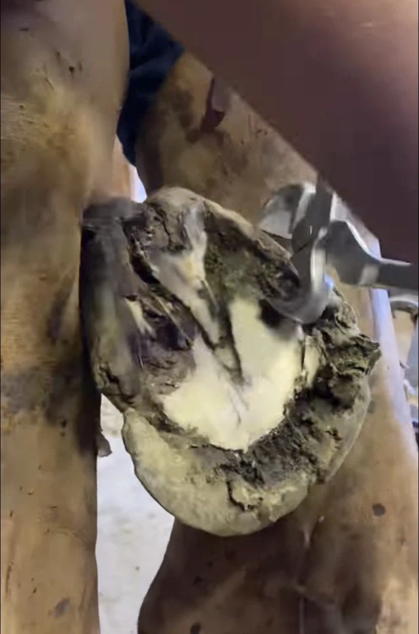 말발굽 특징_3.webp