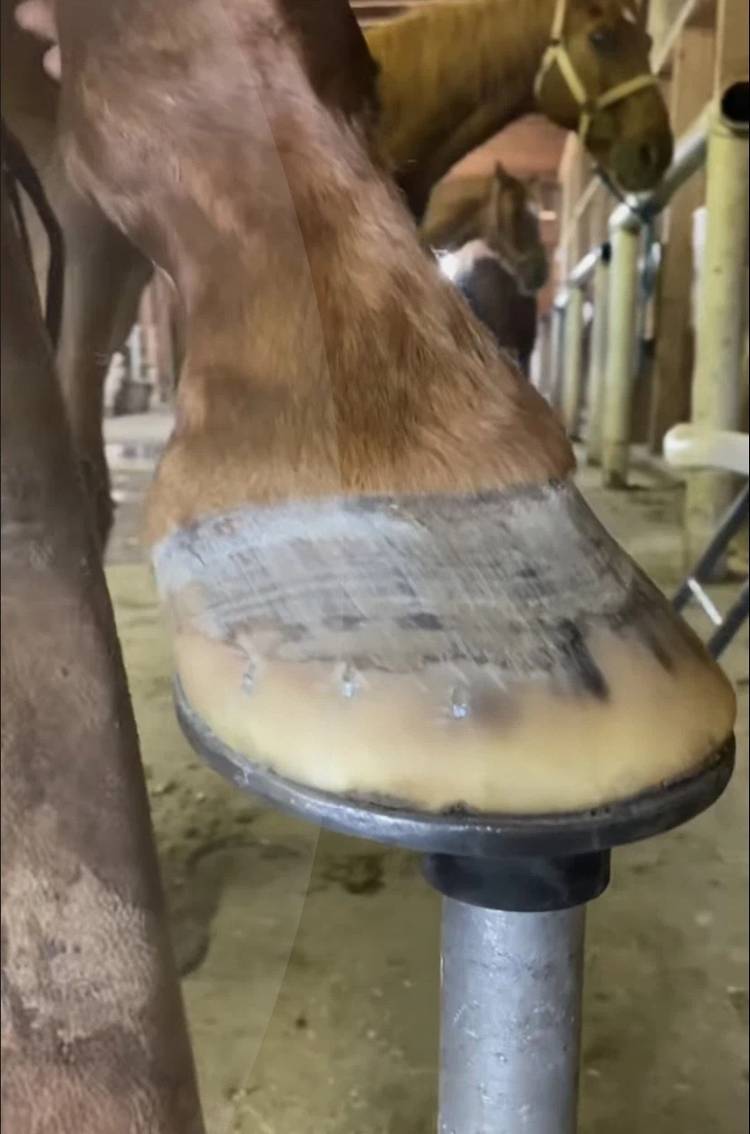 말발굽 특징_4.webp