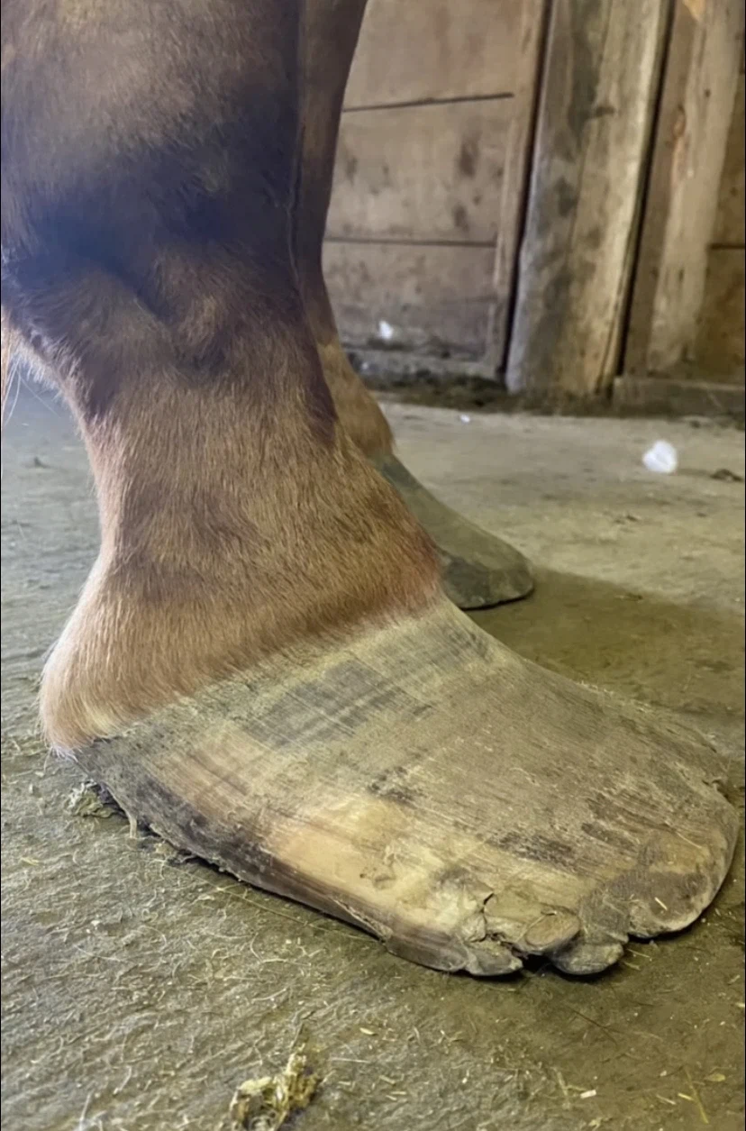 말발굽 특징_5.webp