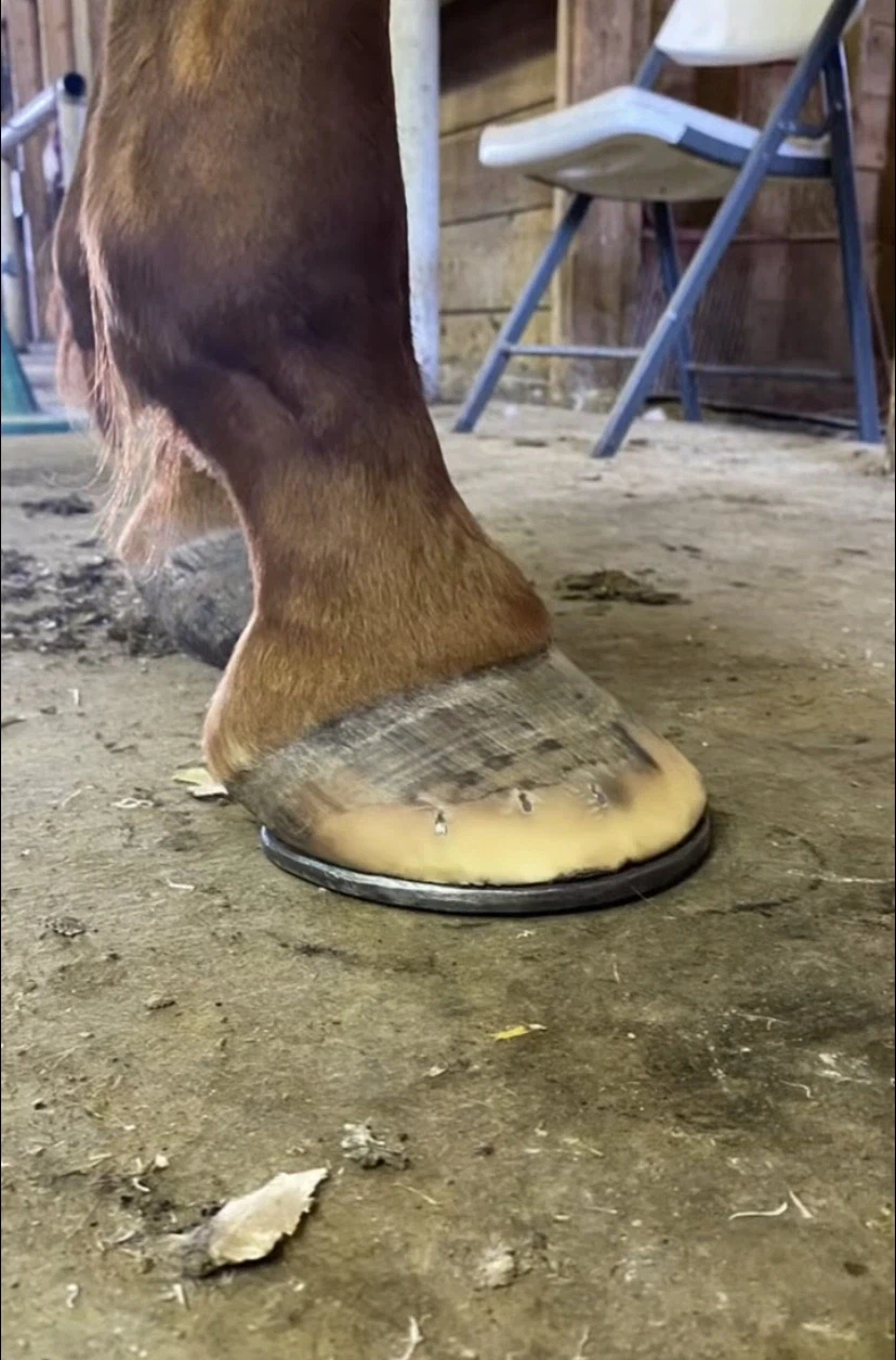 말발굽 특징_6.webp