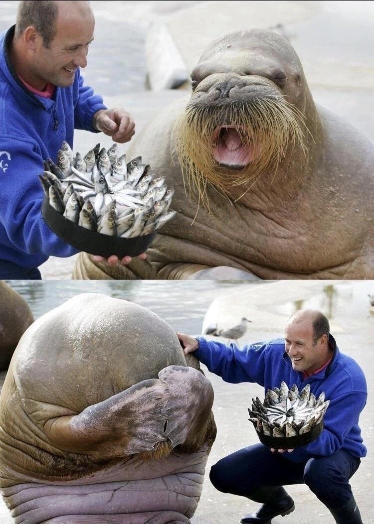 최고의 생일상을 받은 바다코끼리_1.webp