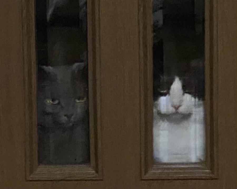 퇴근한 집사를 맞이해주는 어느 집 떼걸룩들_1.webp