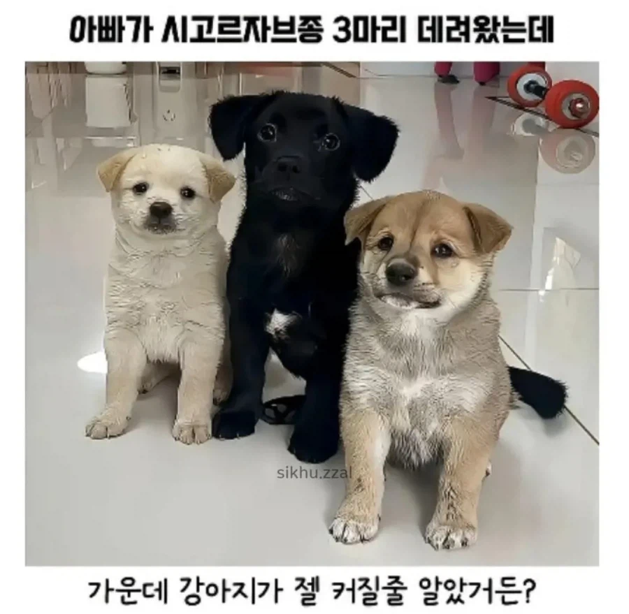 시고르자브종 3마리 데려왔는데.._1.webp