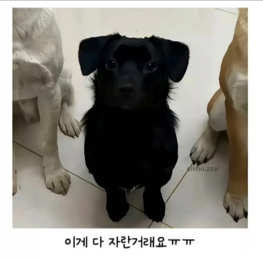 시고르자브종 3마리 데려왔는데.._3.webp