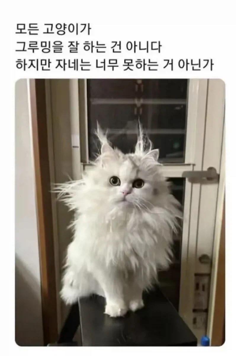 고양이가 그루밍을 잘 못하면 생기는 일_1.webp