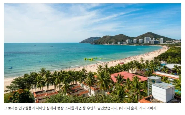 40년 만에 중국 멸종위기 토끼가 발견...은 됨_2.webp