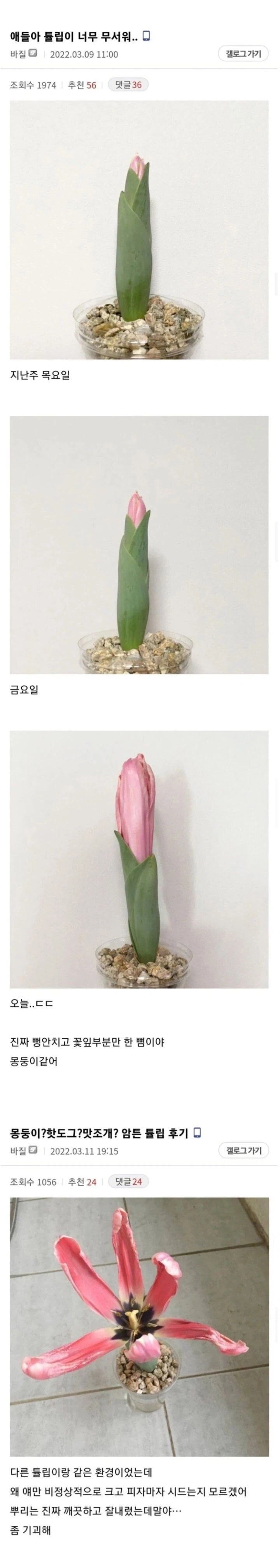 튤립이 너무 무섭다는 사람_1.webp