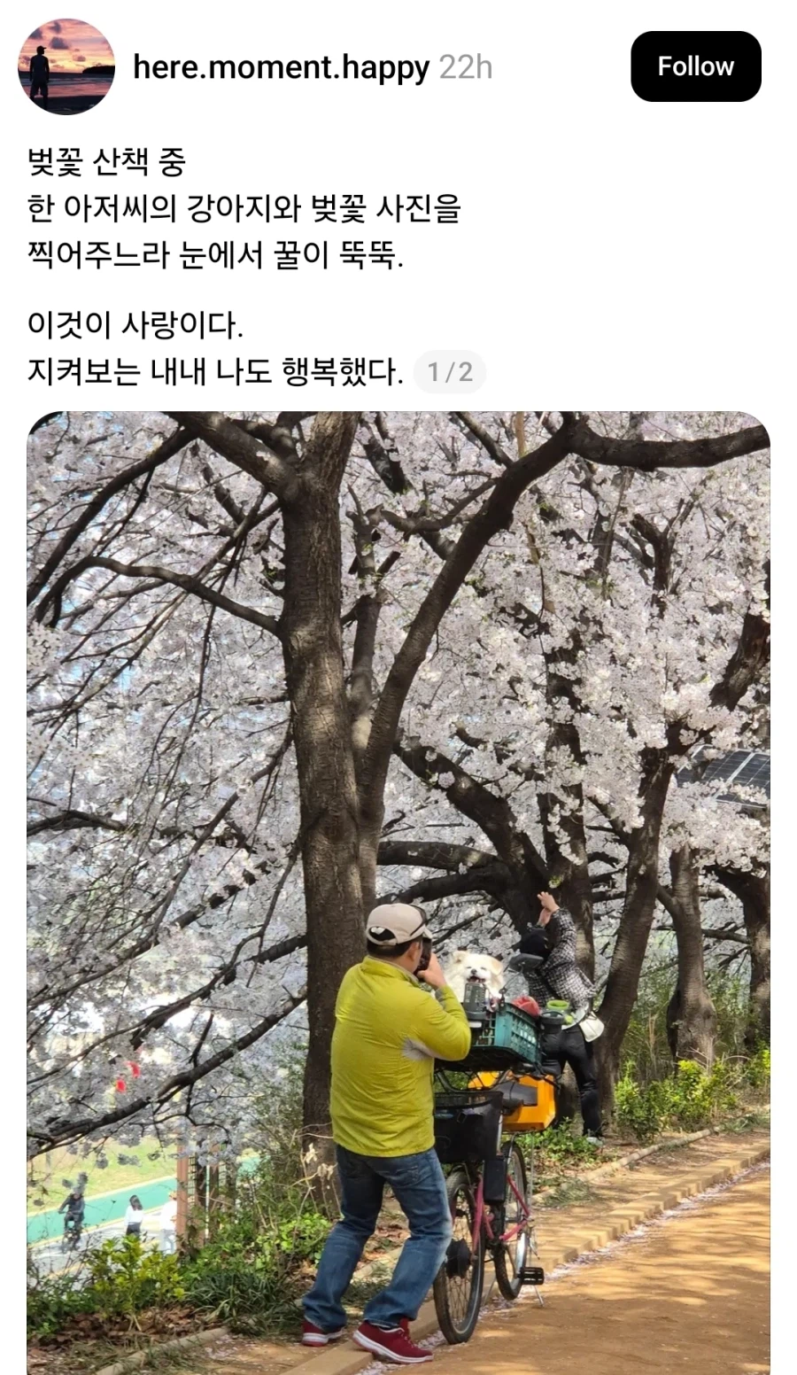 강아지랑 벚꽃산책 나온 아저씨_1.webp