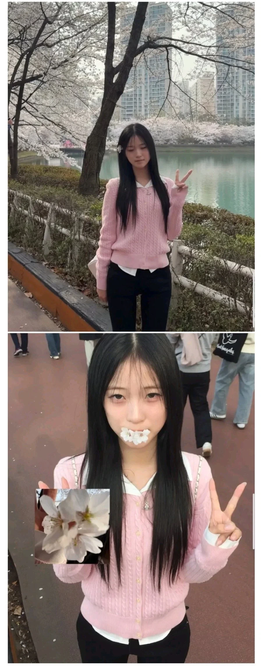 벚꽃 구경간 최가온 선수.jpg_1.webp