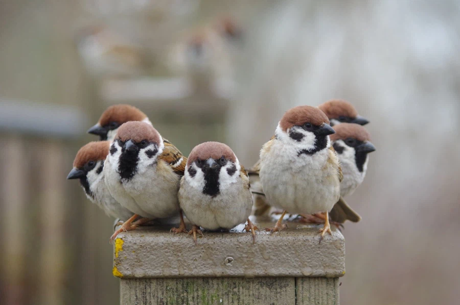 참새 좌우대칭 포메이션_1.webp