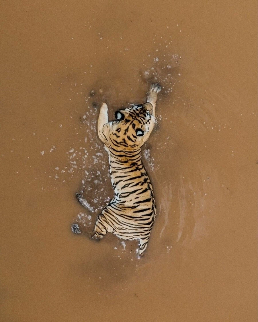 한반도 지도가 호랑이로 묘사되는 이유_1.webp