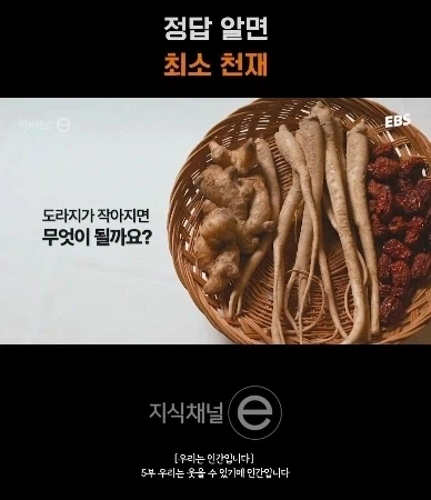 도라지가 작아지면?_1.webp