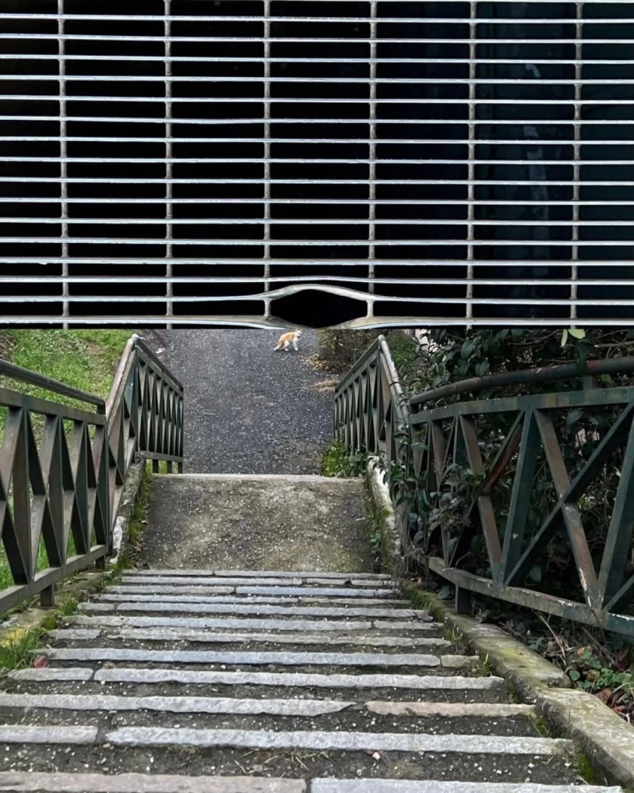 절묘하게 합성한 사진들_4.webp